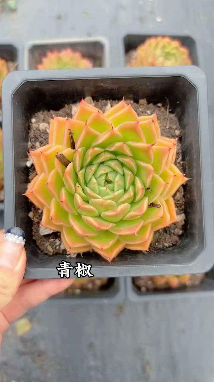 多肉植物品种图鉴,青椒