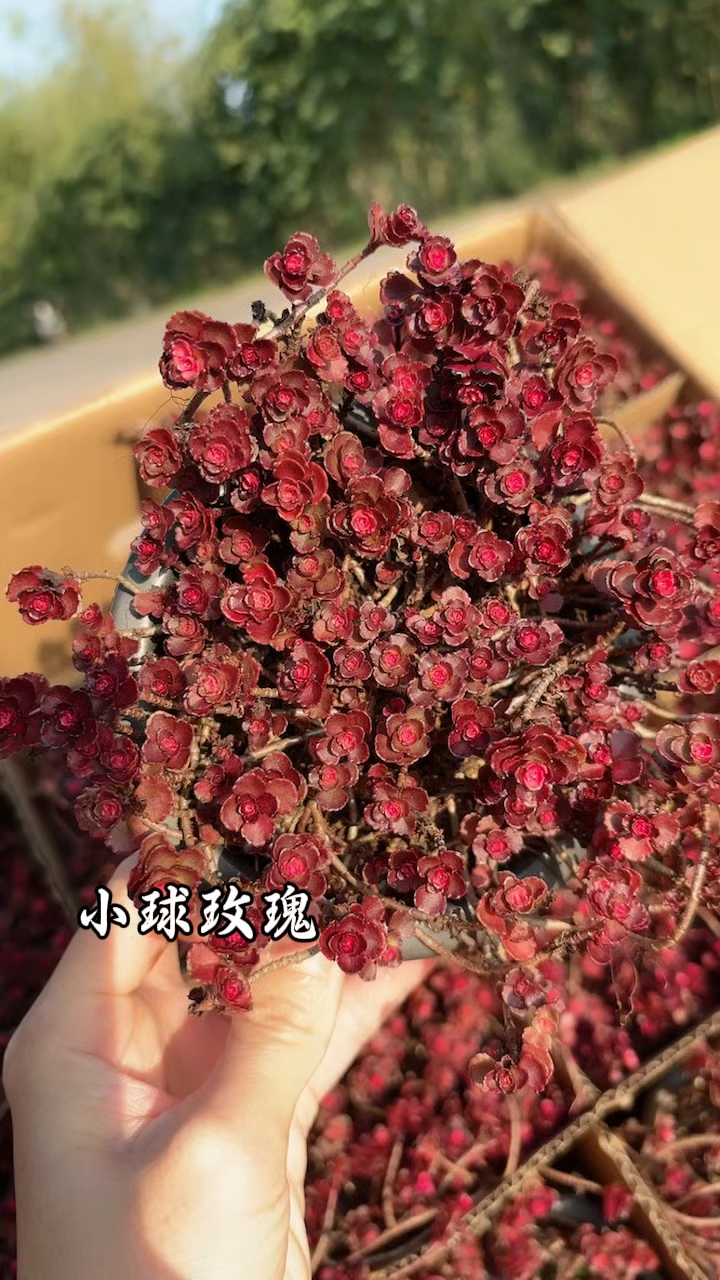多肉植物图鉴,沙漠玫瑰