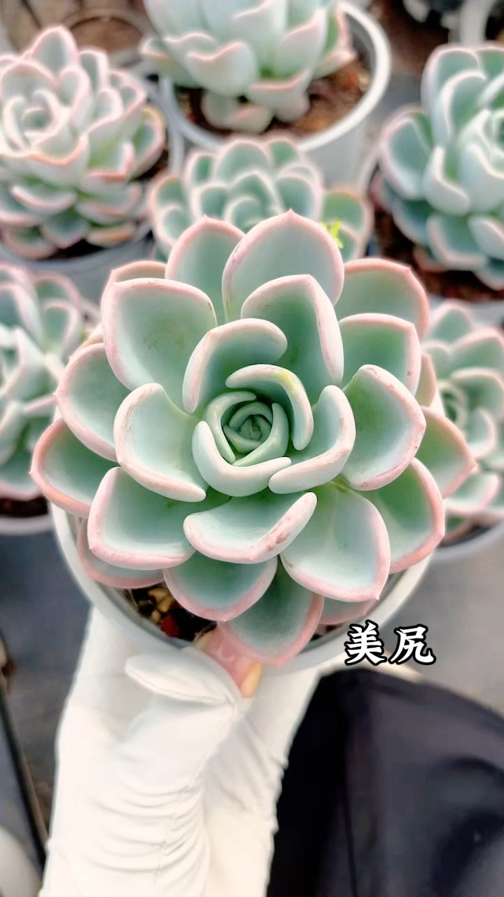 多肉植物图鉴,美尻