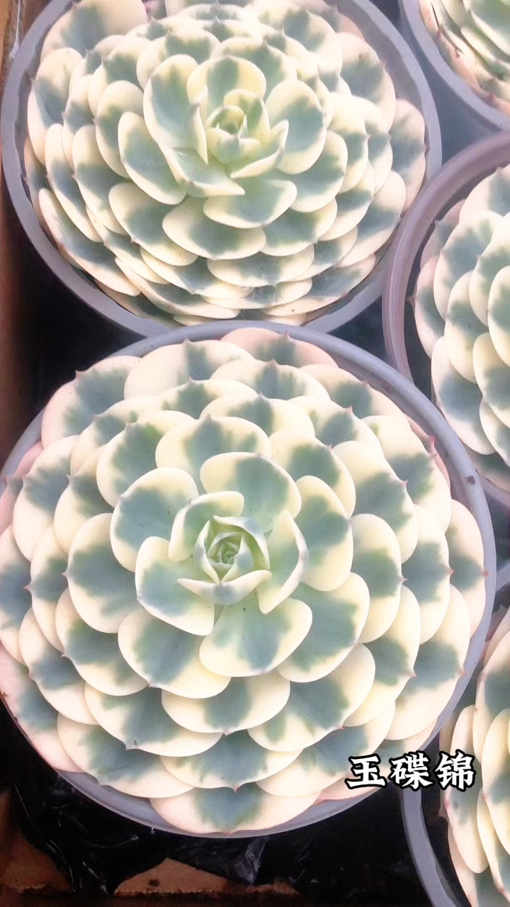 多肉植物品种图鉴,玉碟锦