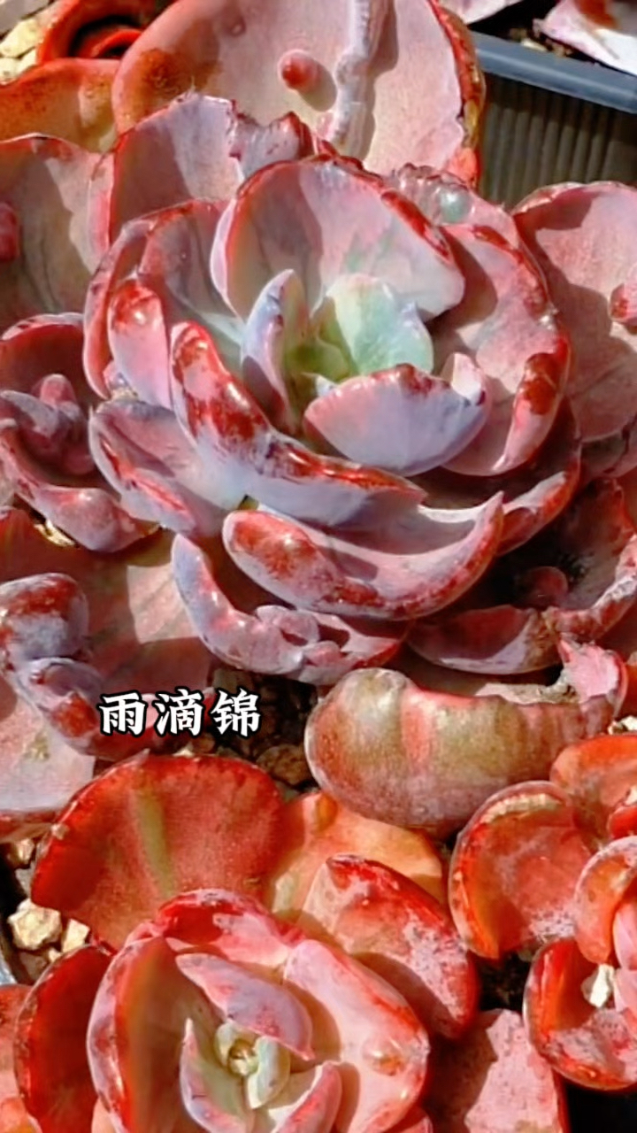 多肉植物图鉴,雨滴锦