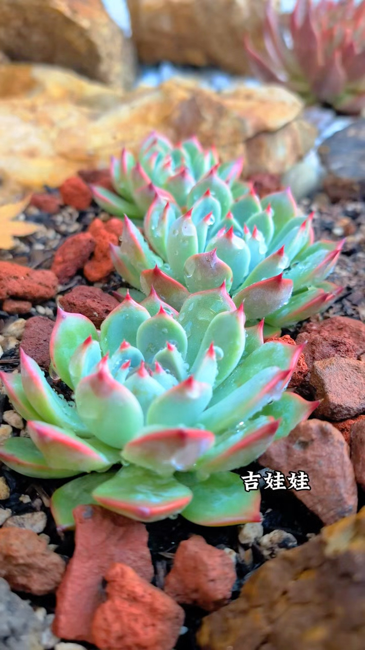 多肉植物图鉴,吉娃娃