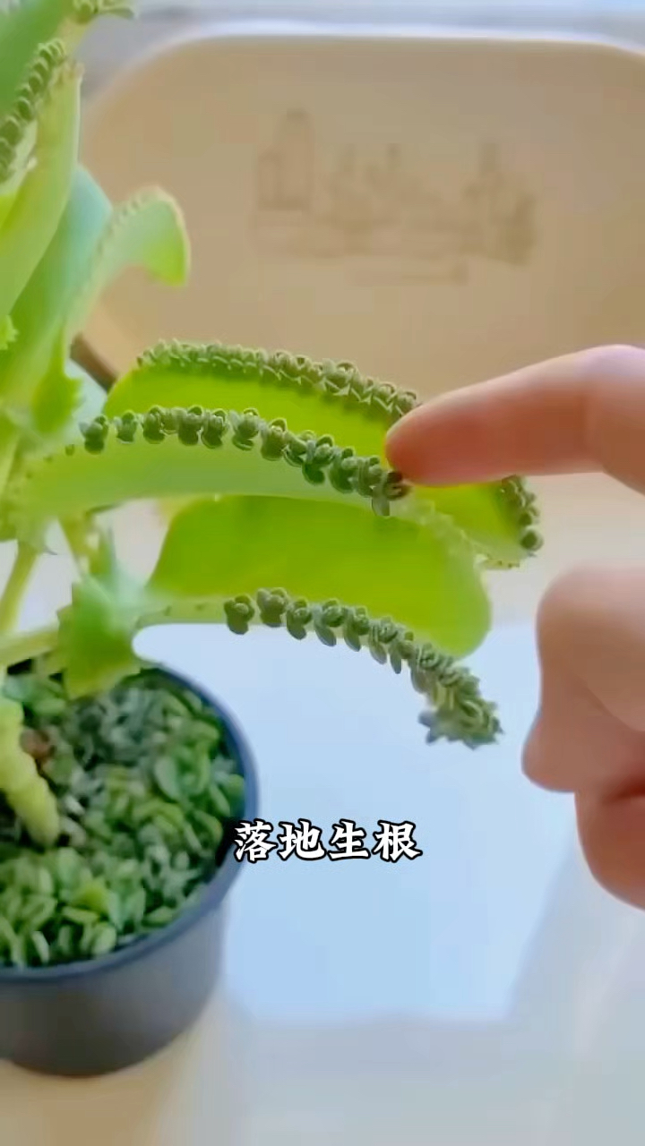 多肉植物宽叶不死鸟,撸叶子很解压