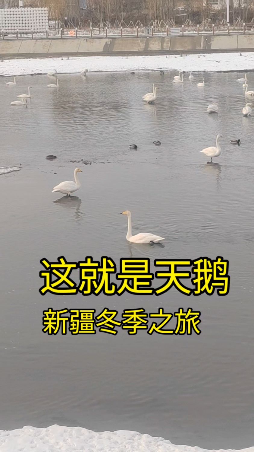 新疆冬季户外,这里是天鹅湖