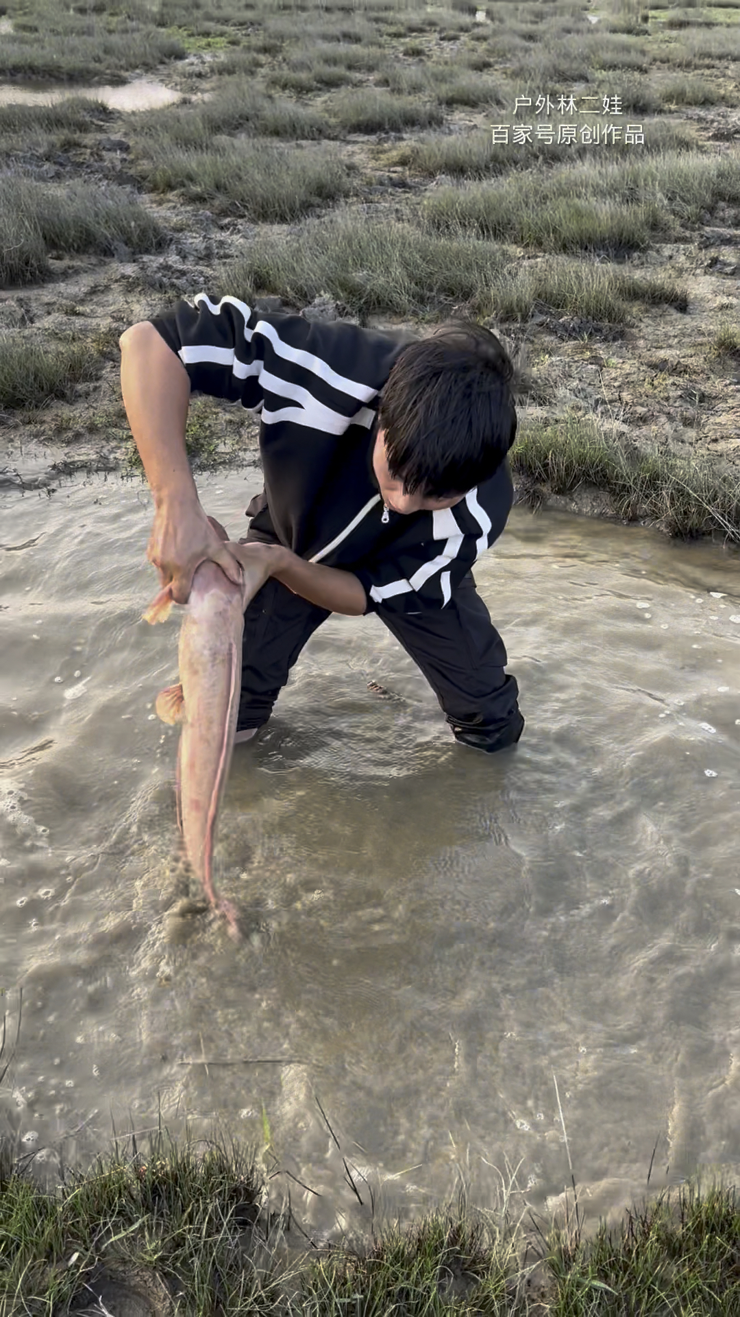 水坑搁浅了抓到一条金色的大鲶鱼