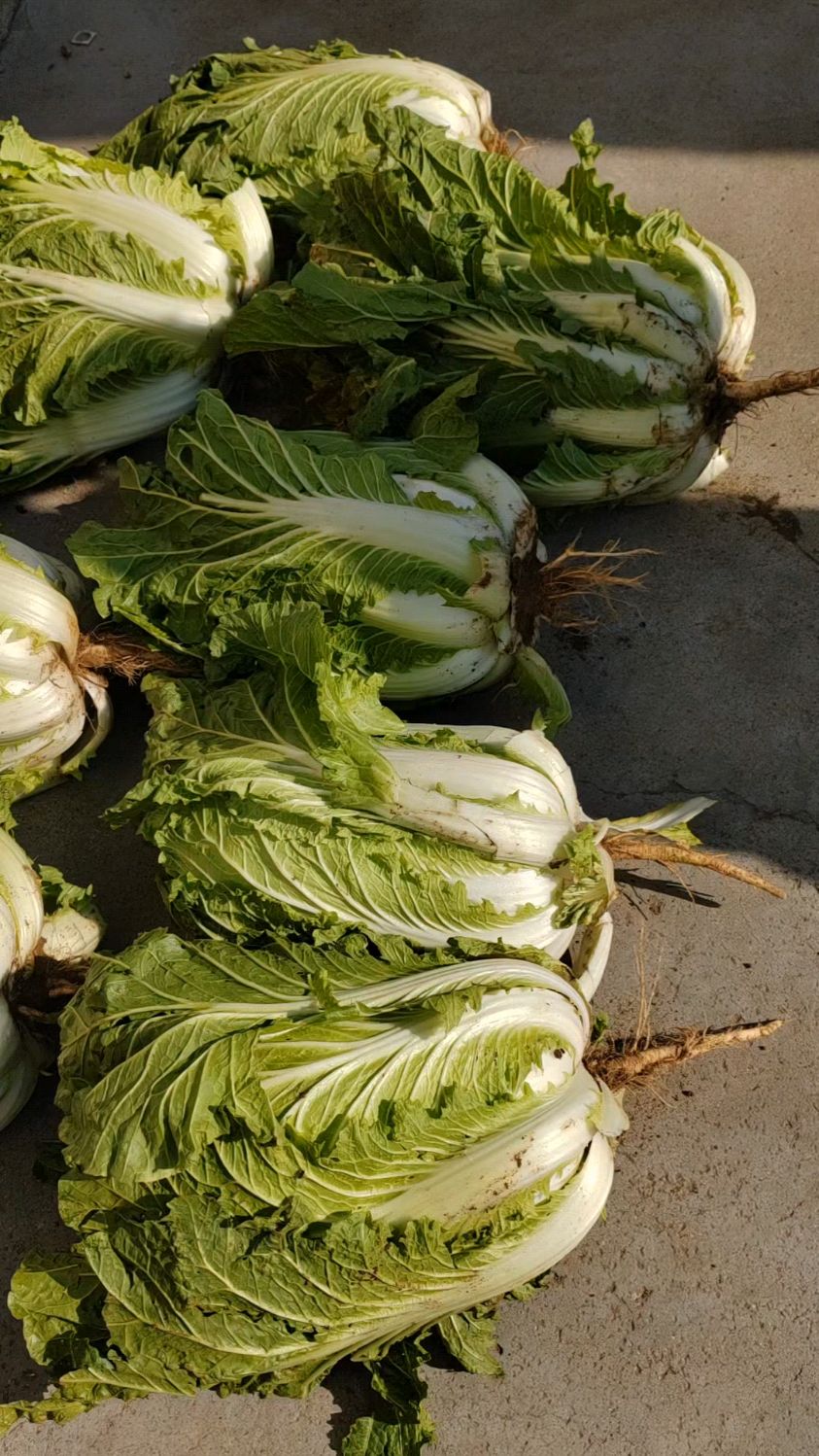 赶集买了七颗大白菜,花了10元,平均每颗至少有10斤重