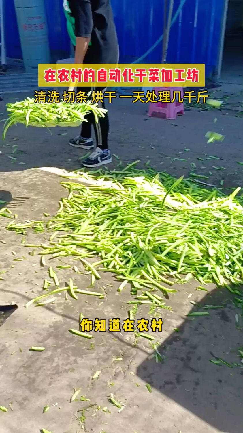 萝卜烘干机,萝卜干烘干机,萝卜条烘干机