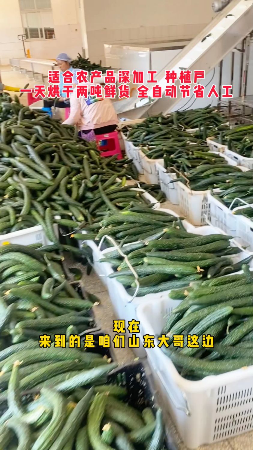 黄瓜烘干机,蔬菜烘干机,黄瓜片烘干