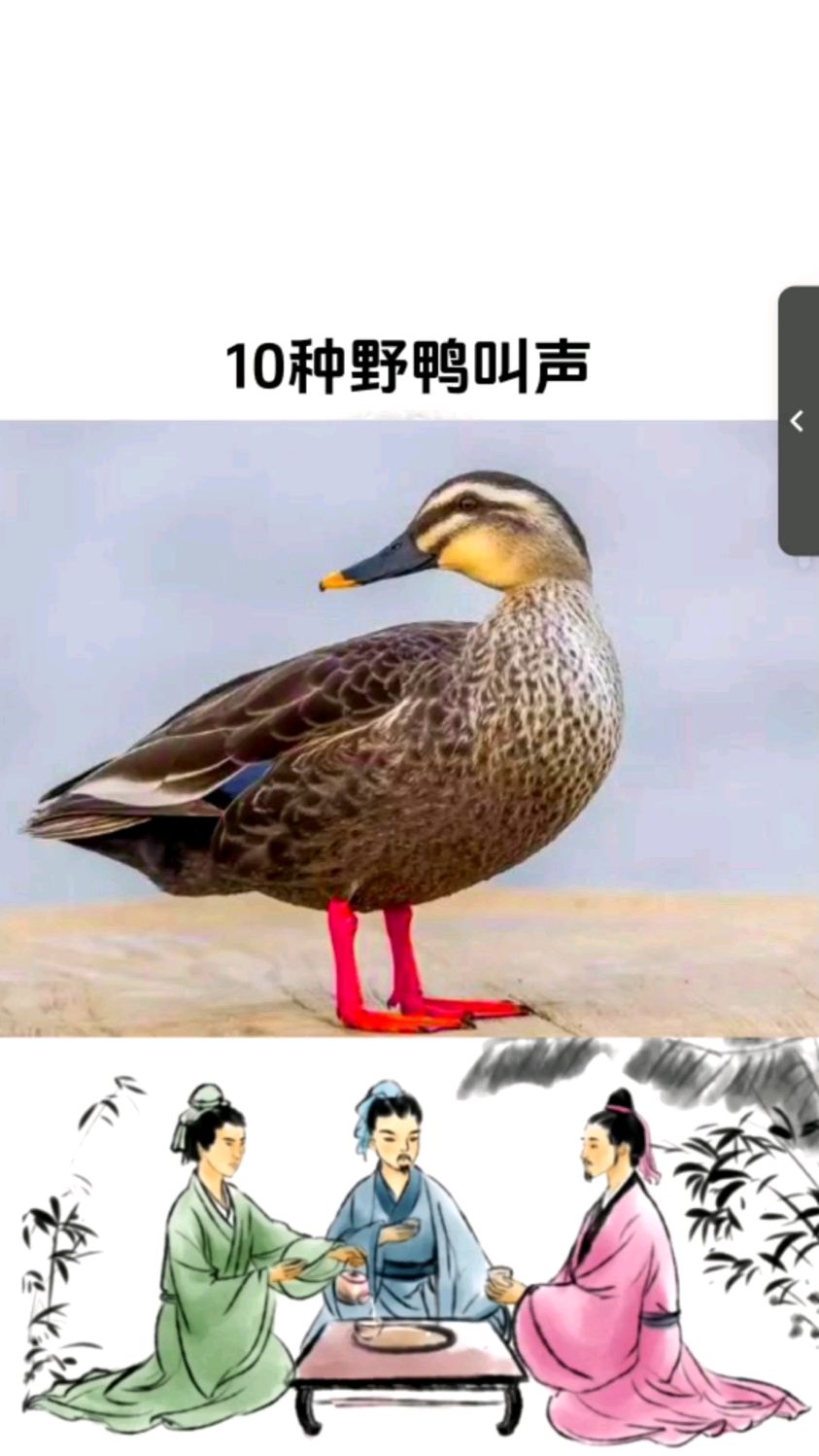 鸭子的叫声都是嘎嘎嘎,来听听国内常见10种野鸭叫声