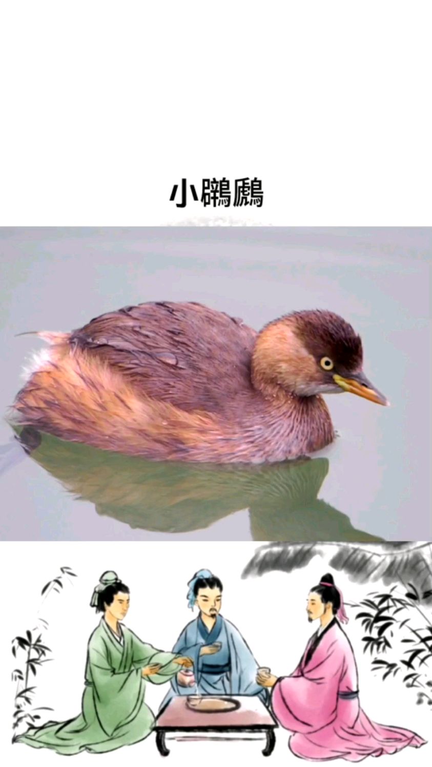 小鸊鷉俗称水鸭,像鸭不是鸭 ,游泳顶呱呱,水中高速艇