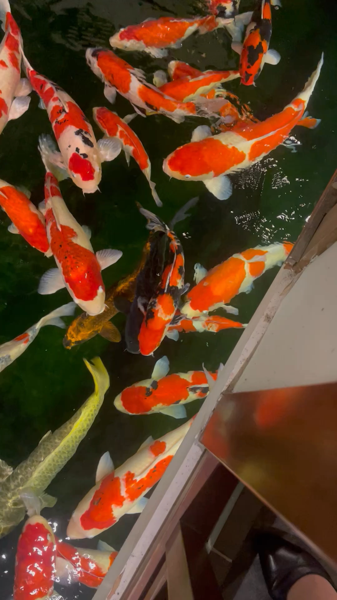 近距离见过这么大的锦鲤观赏鱼吗?最大的超过了一米长。太漂亮