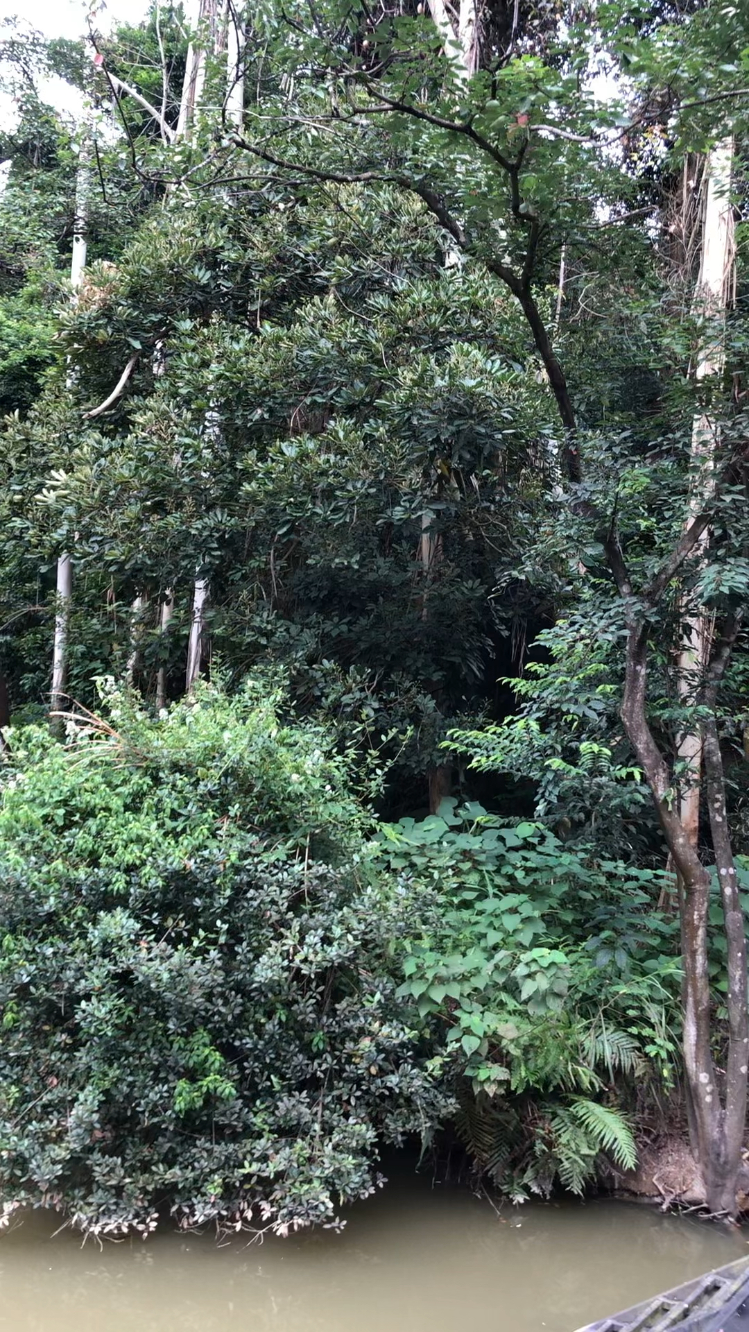 鸭脚木冬蜜蜜源植物鸭脚木开始抽花芽了流蜜条件比较苛刻