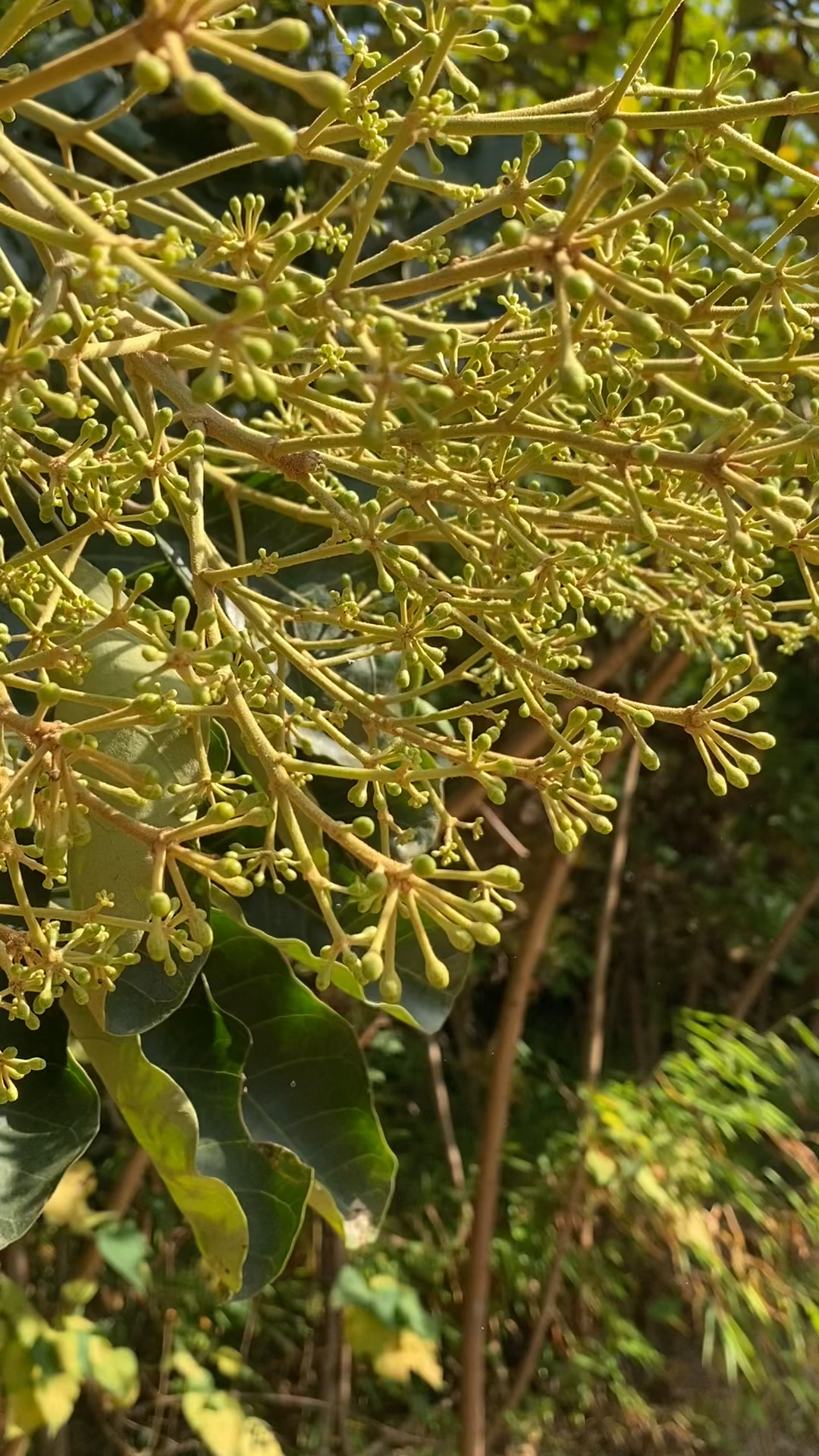 最好的药用蜜源鸭脚木花神奇的冬天大流蜜花