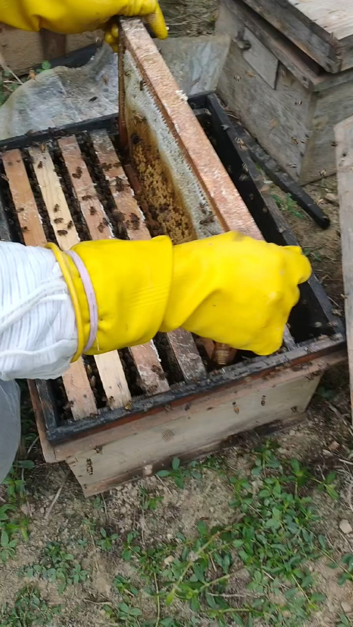 现在取的是第三次纯的鸭脚木冬蜜啊只有12月中下旬雌花开大流蜜