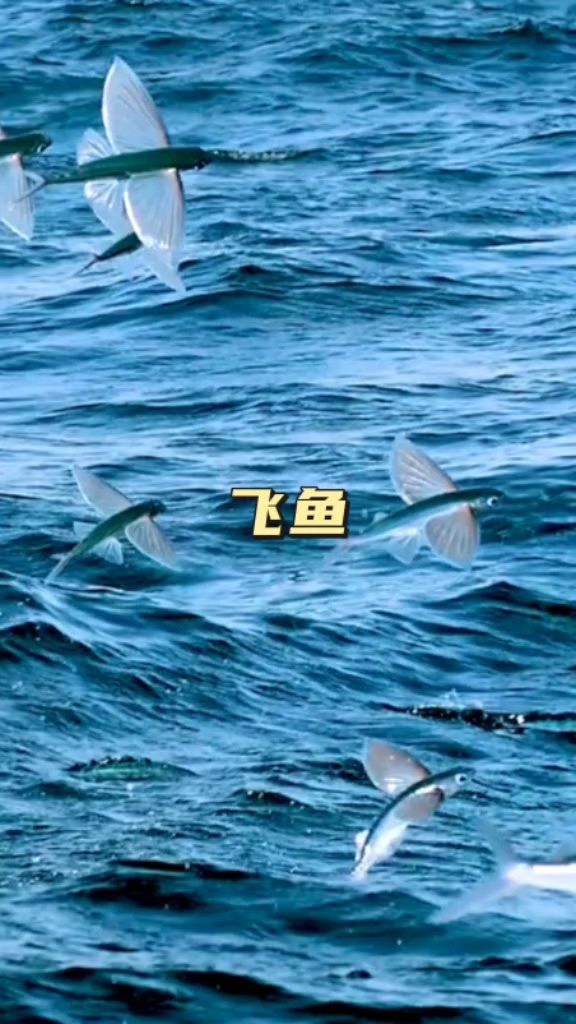 小飞鱼太难了,为了躲避鲨鱼它们学会了飞,然而天上仍然不安全