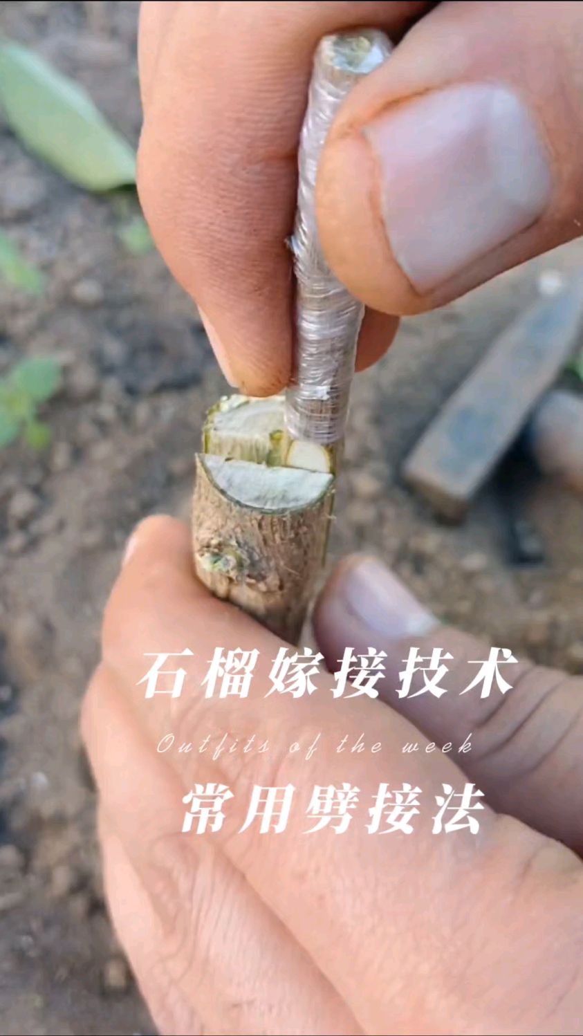 石榴幼苗嫁接常用的方法