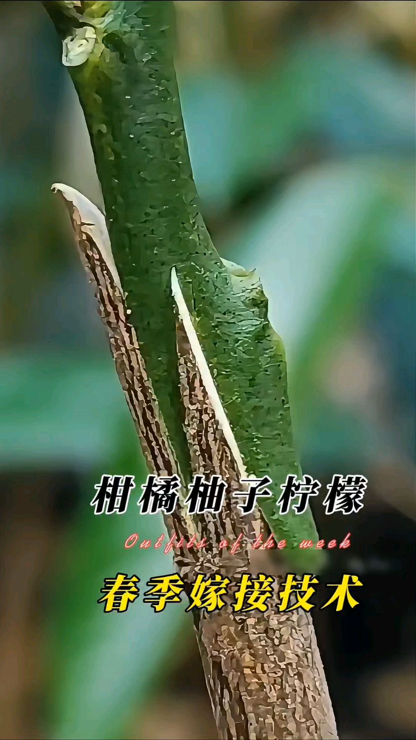 柑橘、柚子、柠檬、金桔等通用嫁接技术