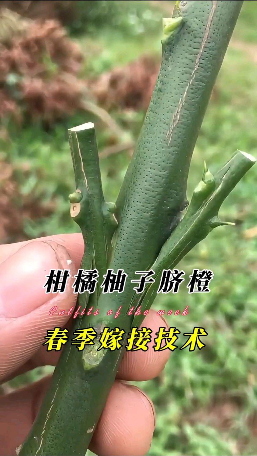 柑橘柚子树春季嫁接技术操作示范