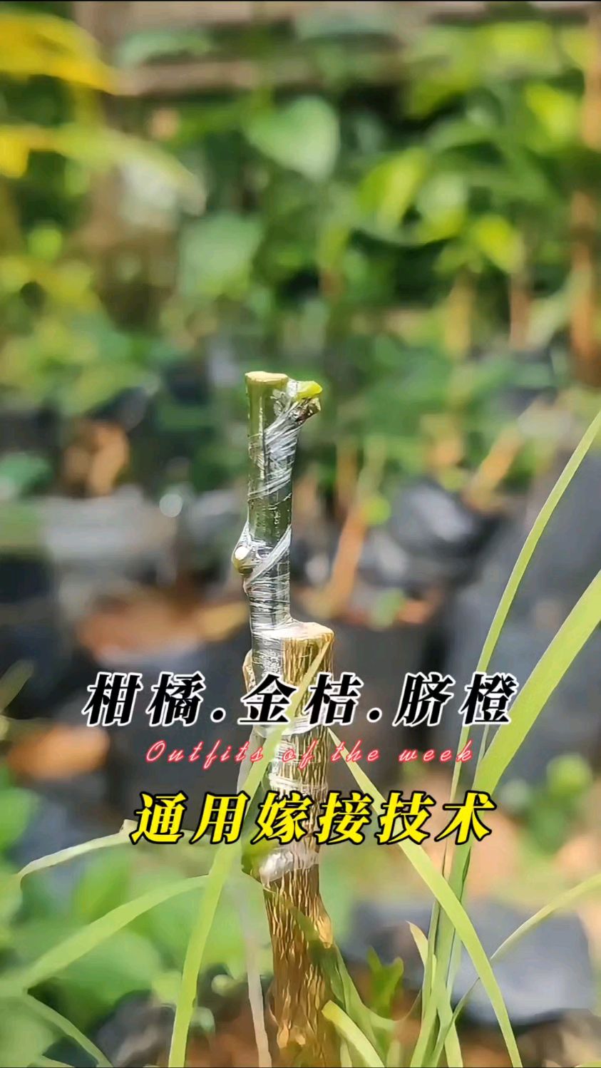 柑橘、柠檬、金桔、脐橙、柚子等通用嫁接技术分享