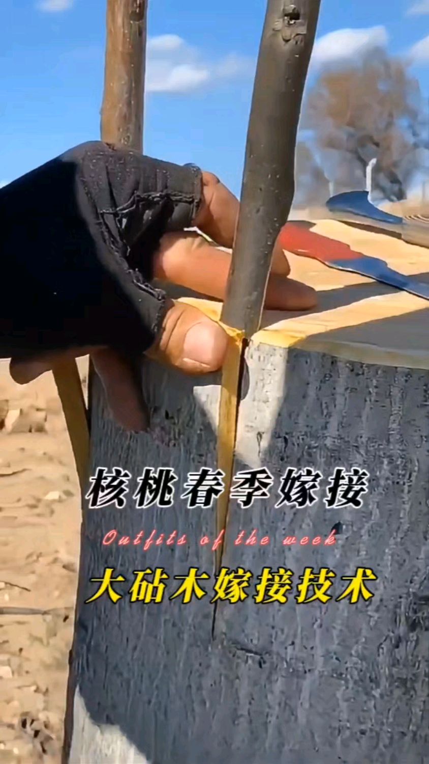 大砧木核桃春季嫁接技术讲解,注意操作细节成活率超高