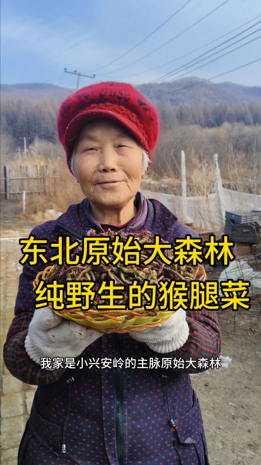 小兴安岭的主脉原始大森林,纯野生的猴腿菜,15厘米以下的小嫩芽