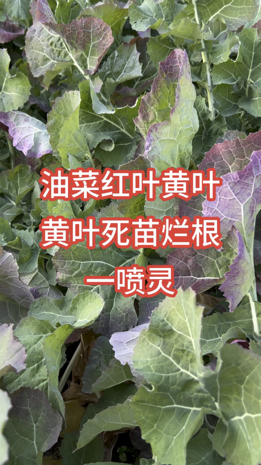 油菜叶片一旦发红发黄了,到底用什么样的配方来解决?