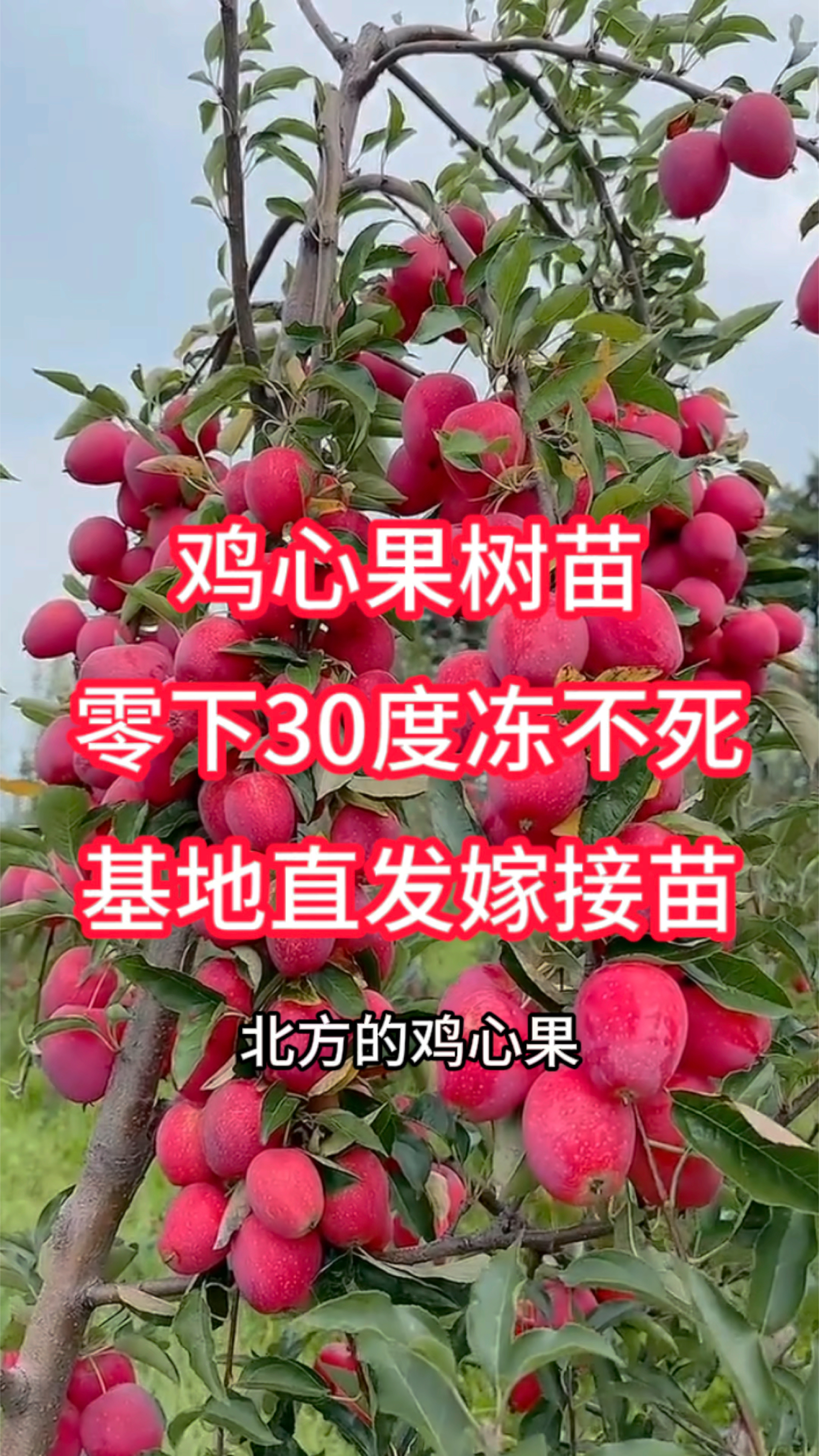 自带糖心的鸡心果,南方北方盆栽地栽都可以