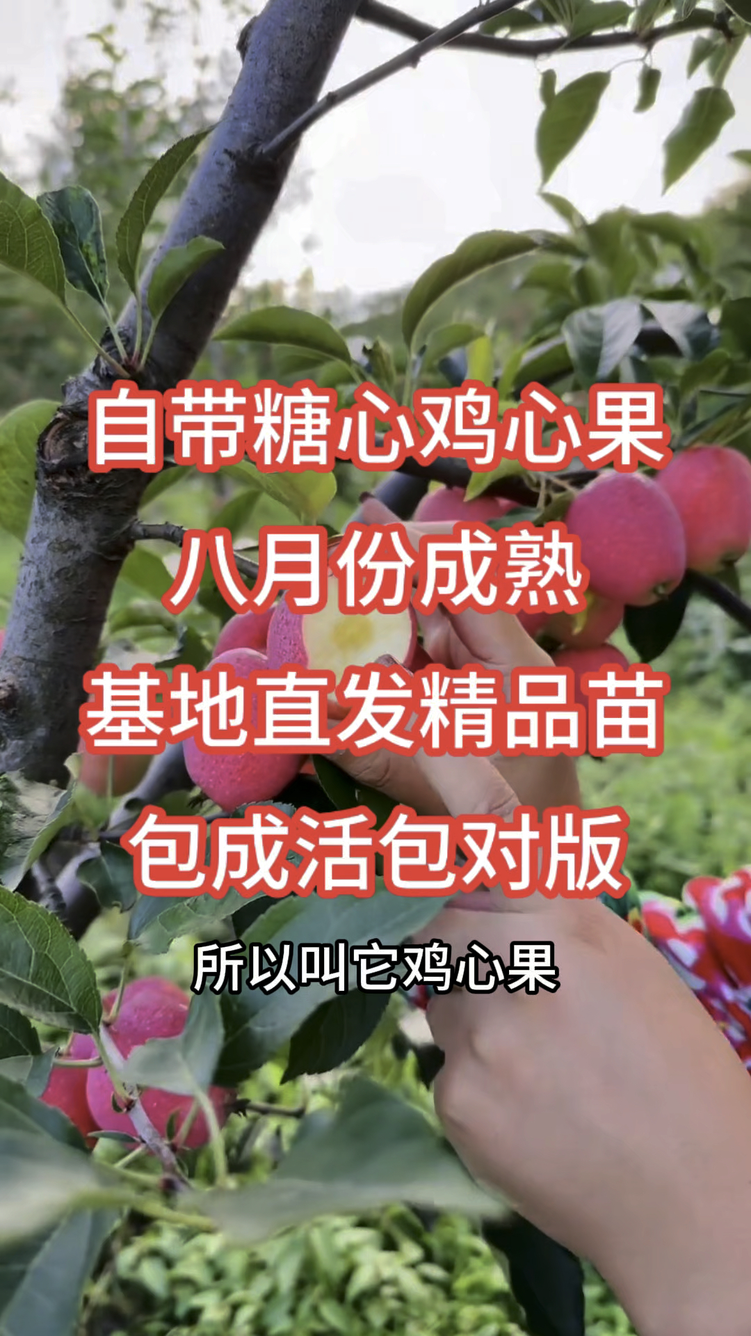 农历八月采摘,自带糖心鸡心果,不用套袋不用授粉,自然成熟