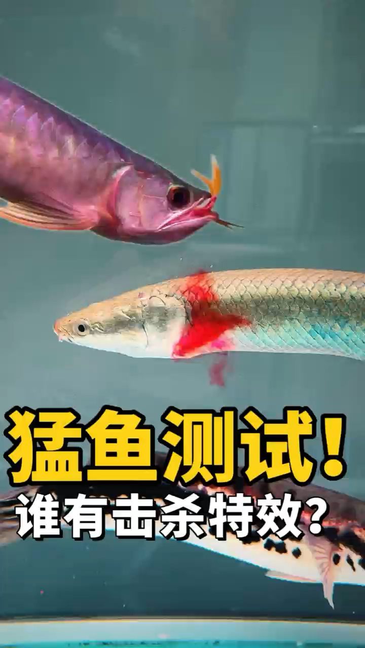 这些猛鱼吃东西还带击杀特效?