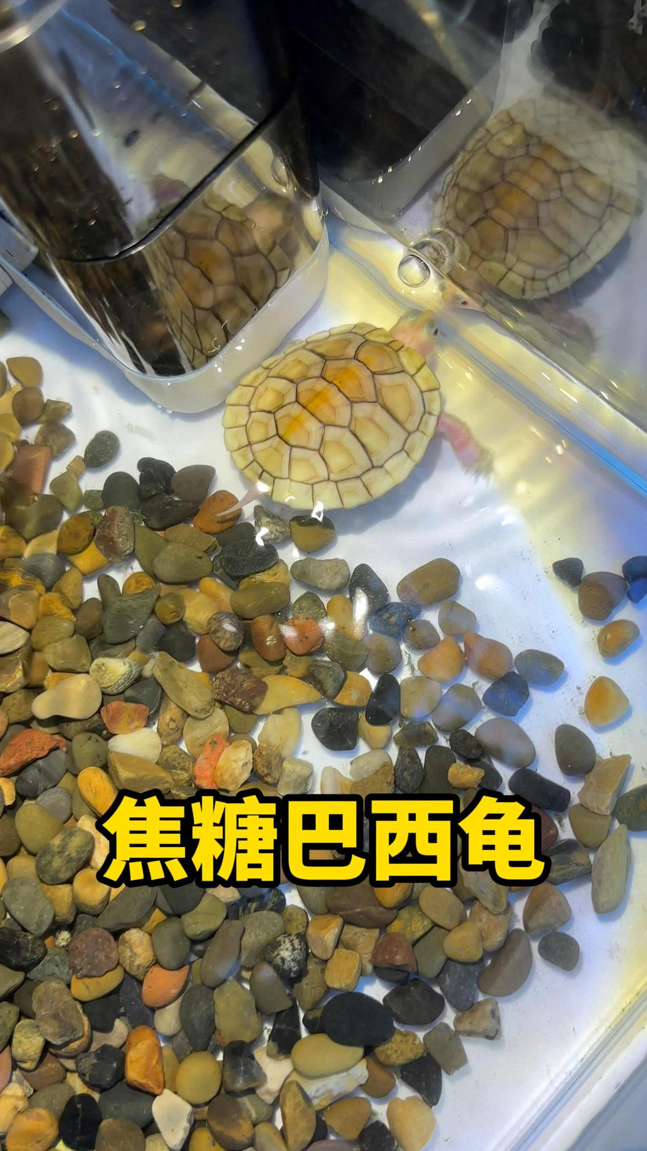 养一只粉丝投稿的焦糖巴西龟