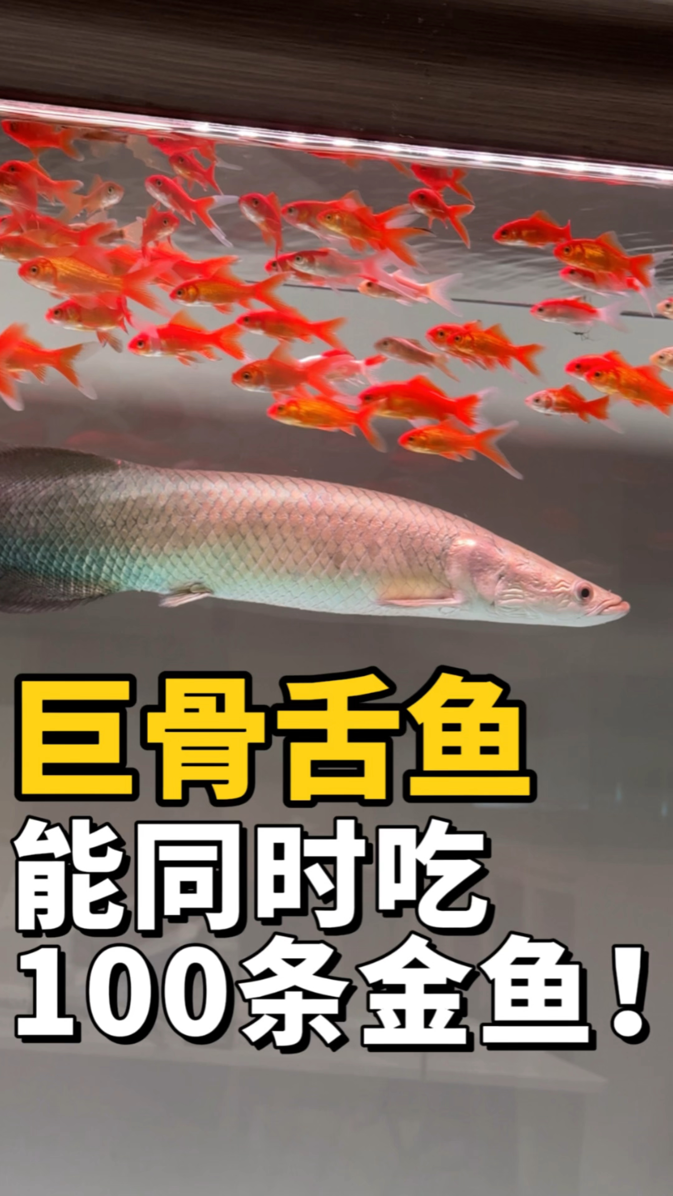 给巨骨舌鱼投喂100条金鱼,三天之后结局会怎样?