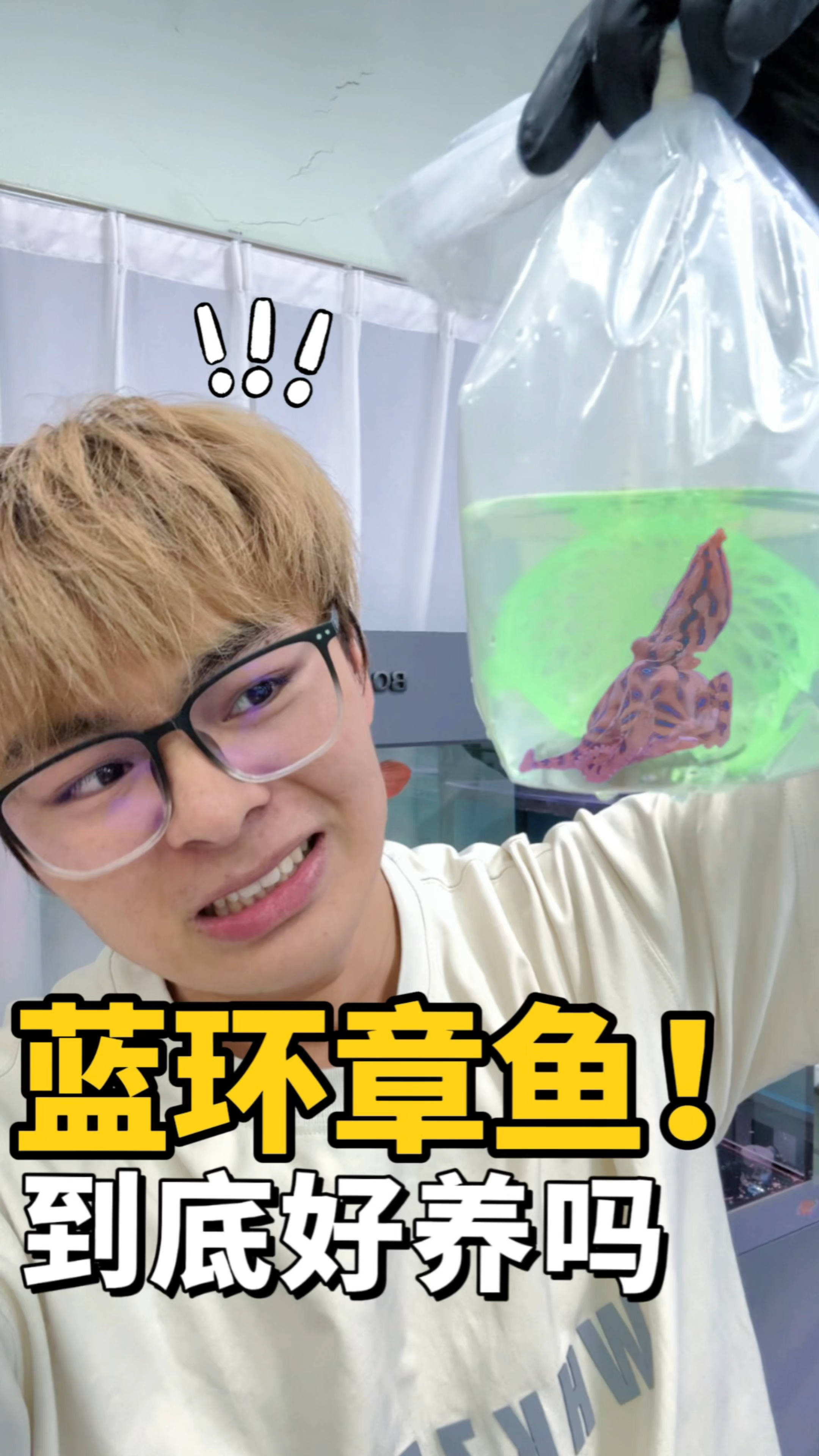 有剧毒的蓝环章鱼到底好养吗?