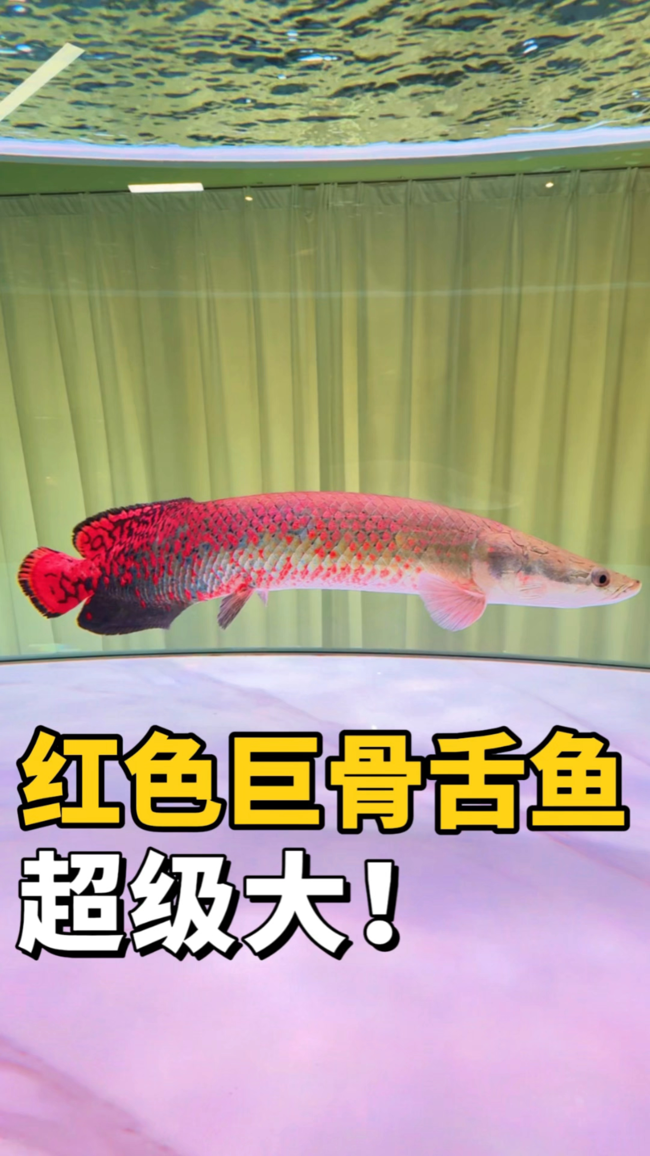 红色的巨骨舌鱼你们见过吗?