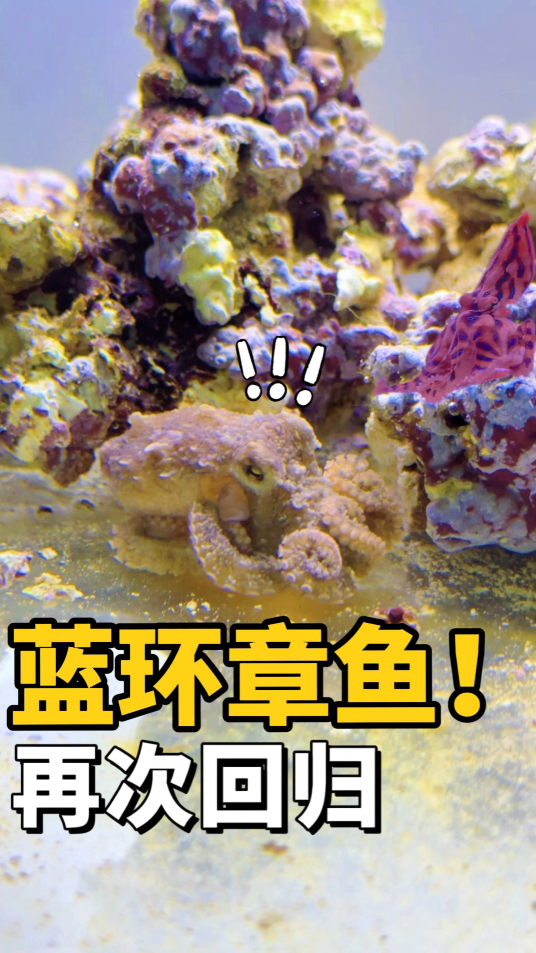 蓝环章鱼,再次回归!