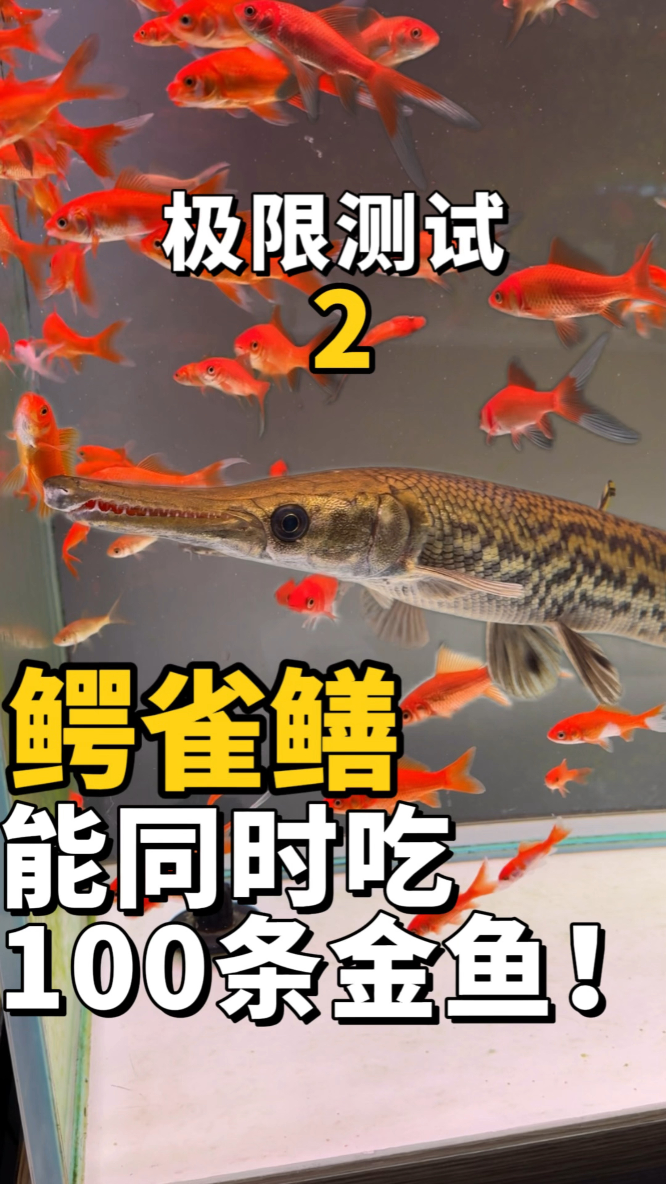 给鳄雀鳝投喂100条金鱼,三天之后会是怎样的结局?