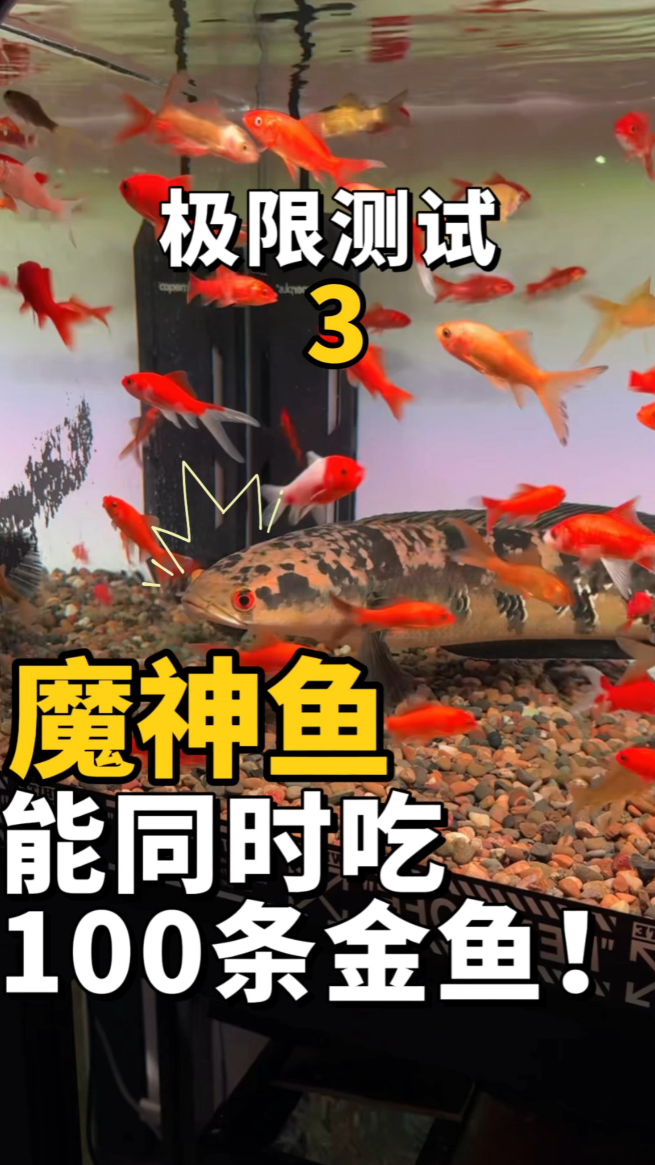 同时让魔神鱼挑战100条金鱼,三天之内到底还会剩多少?