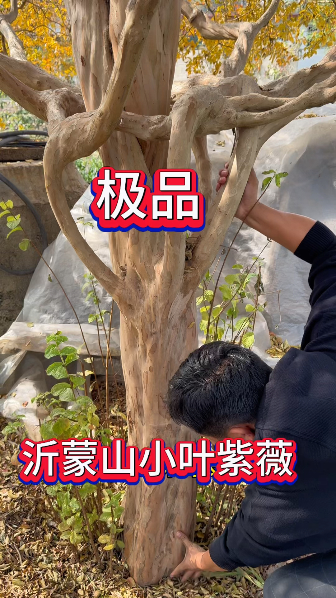走进山东省沂蒙山老区,探索一棵精品小叶紫薇树,看看有啥特别呢