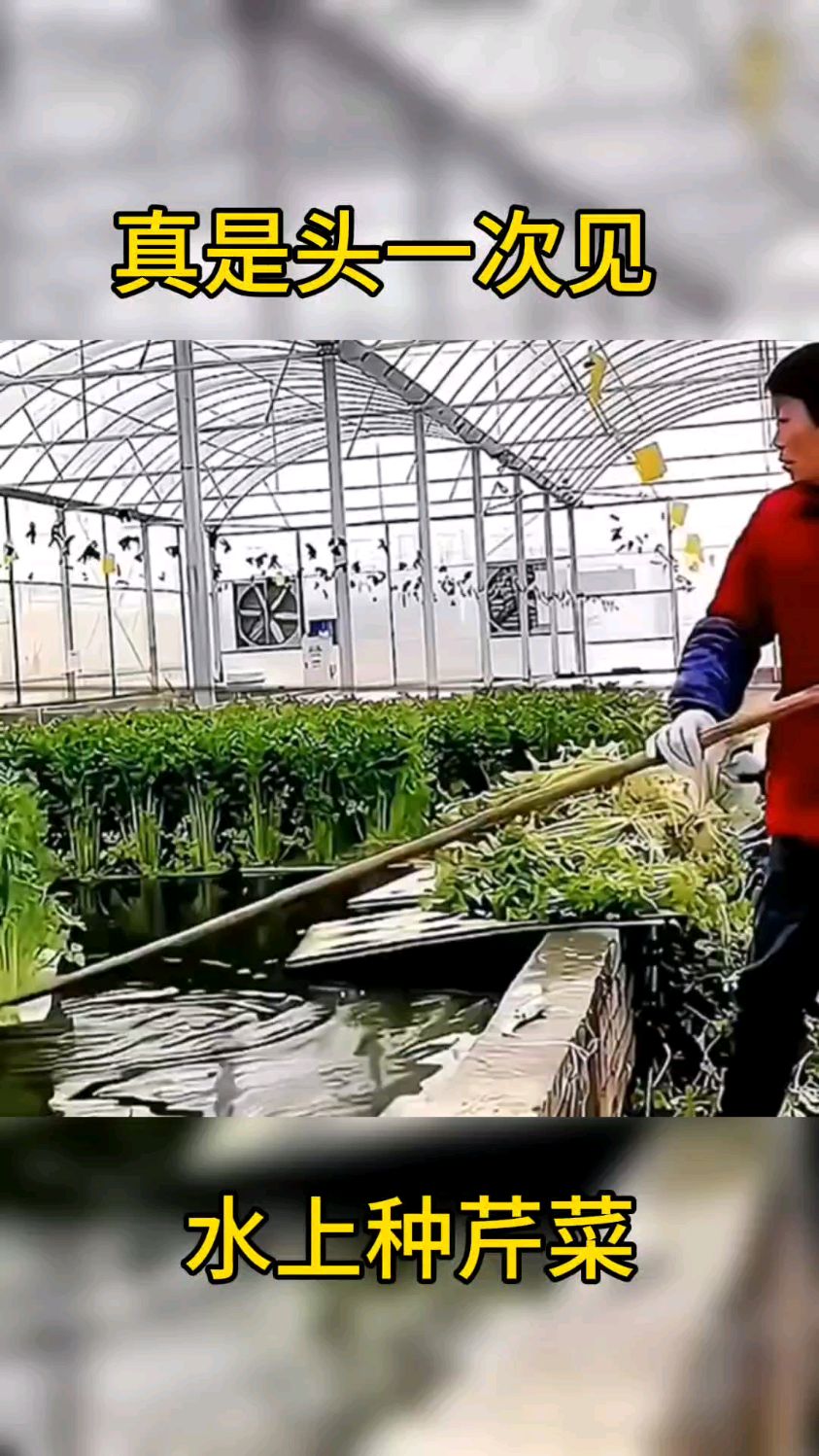 你们快看,居然都在水上种菜啊。