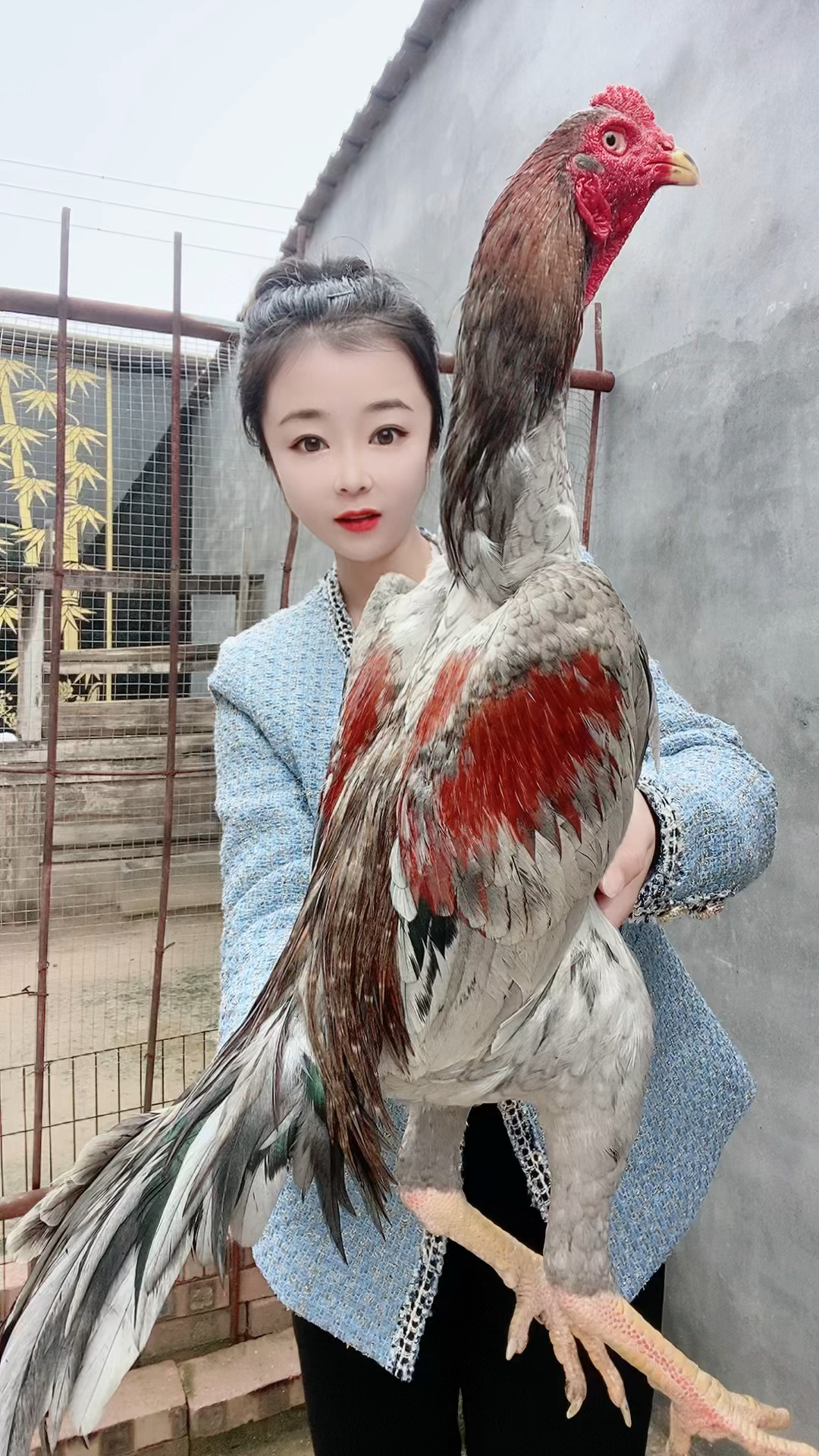 纯种泰国剑尾斗鸡