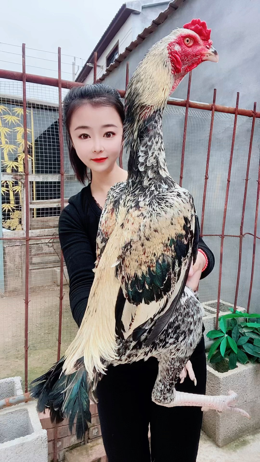 大号纯种盖沙斗鸡