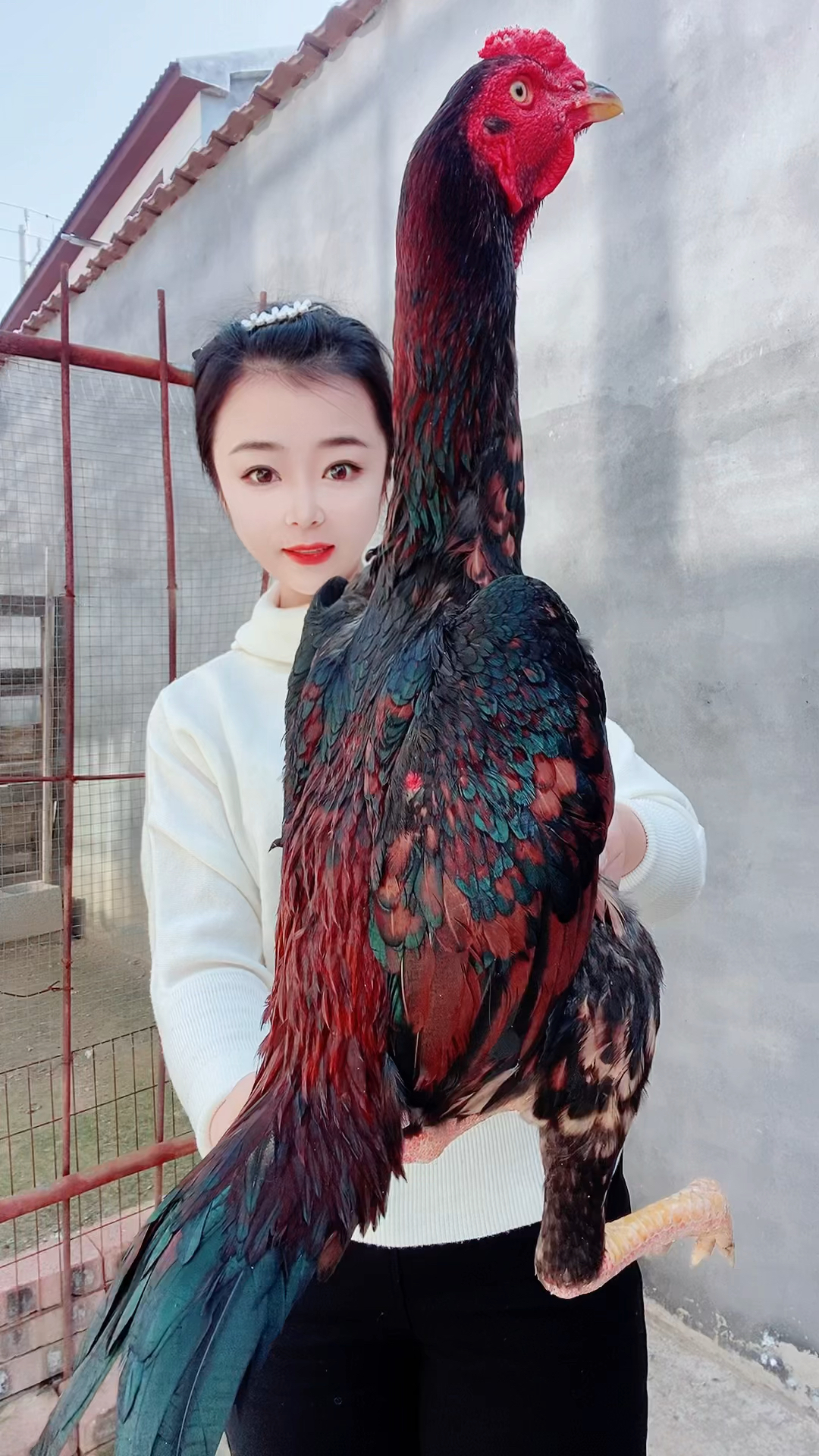 红色母鸡毛嫩鸡,