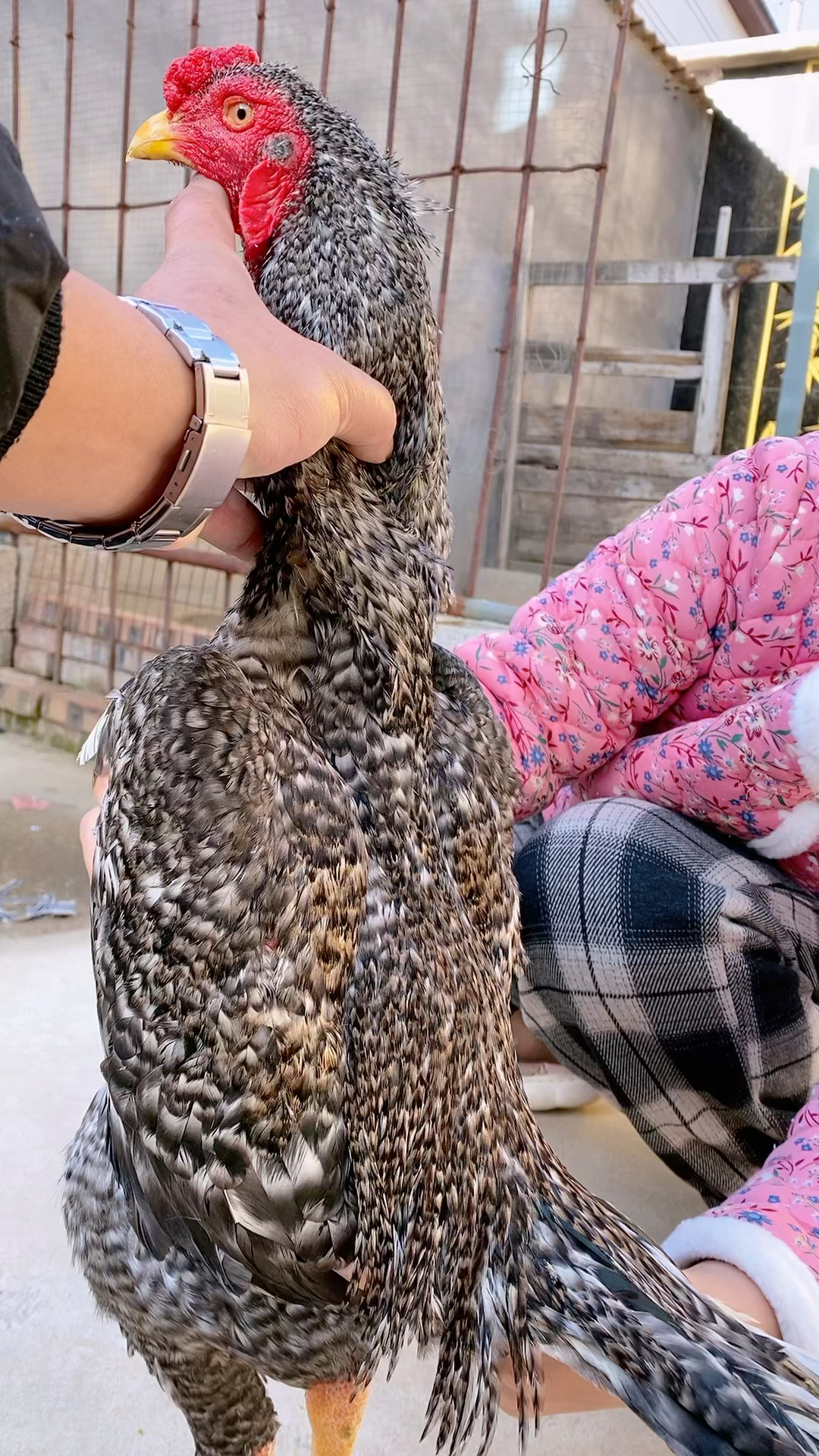 纯种泰国芦花斗鸡