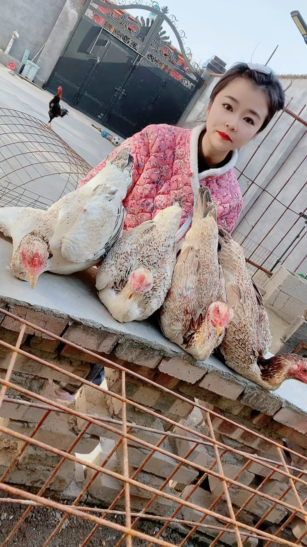 越南妹子爱斗鸡,抓几只纯种中原斗鸡看看