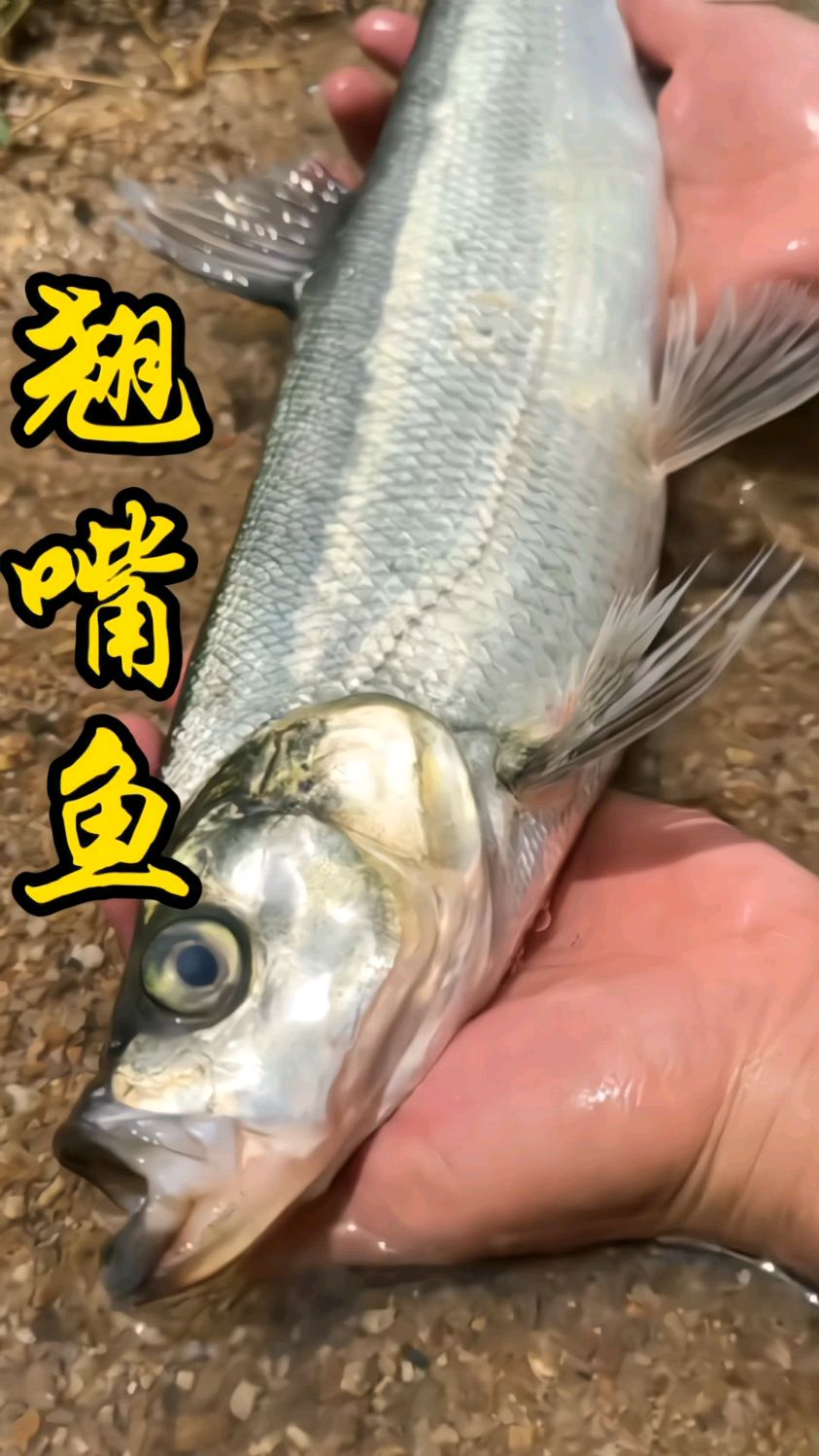 野生翘嘴鱼4-7斤一条,嘎嘎的鲜嫩