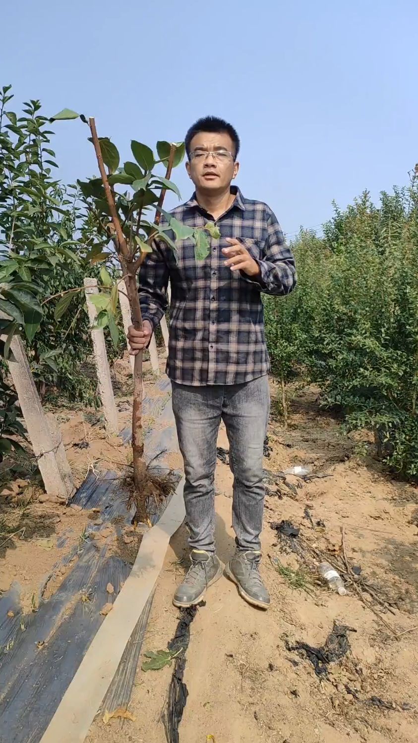 巧克力脆甜柿子树苗,适合庭院种植,生吃不涩,口感纯甜