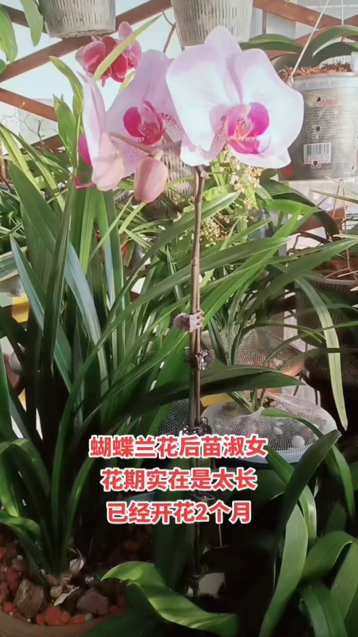 蝴蝶兰花期到底多长吗?