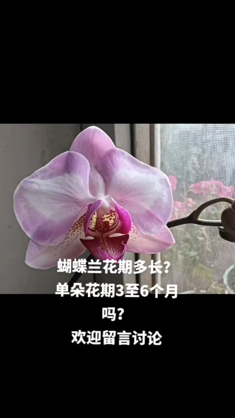 蝴蝶兰花期多长?