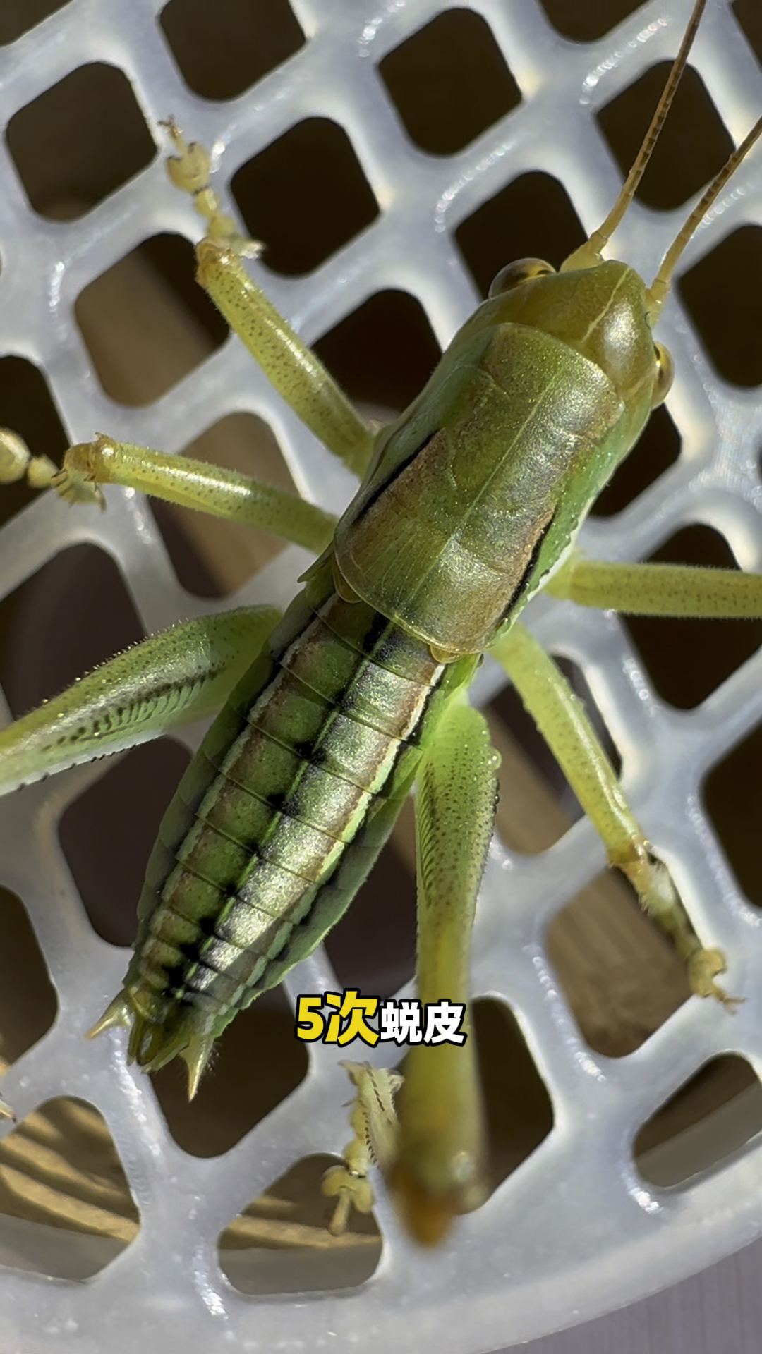 铁皮小蝈蝈5蜕了,但怎么还是绿色的?