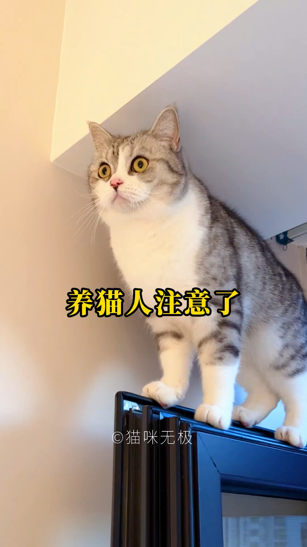 猫咪出现母鸡蹲,就要注意了!大概率肠胃塞满了毛球,一定要排毛