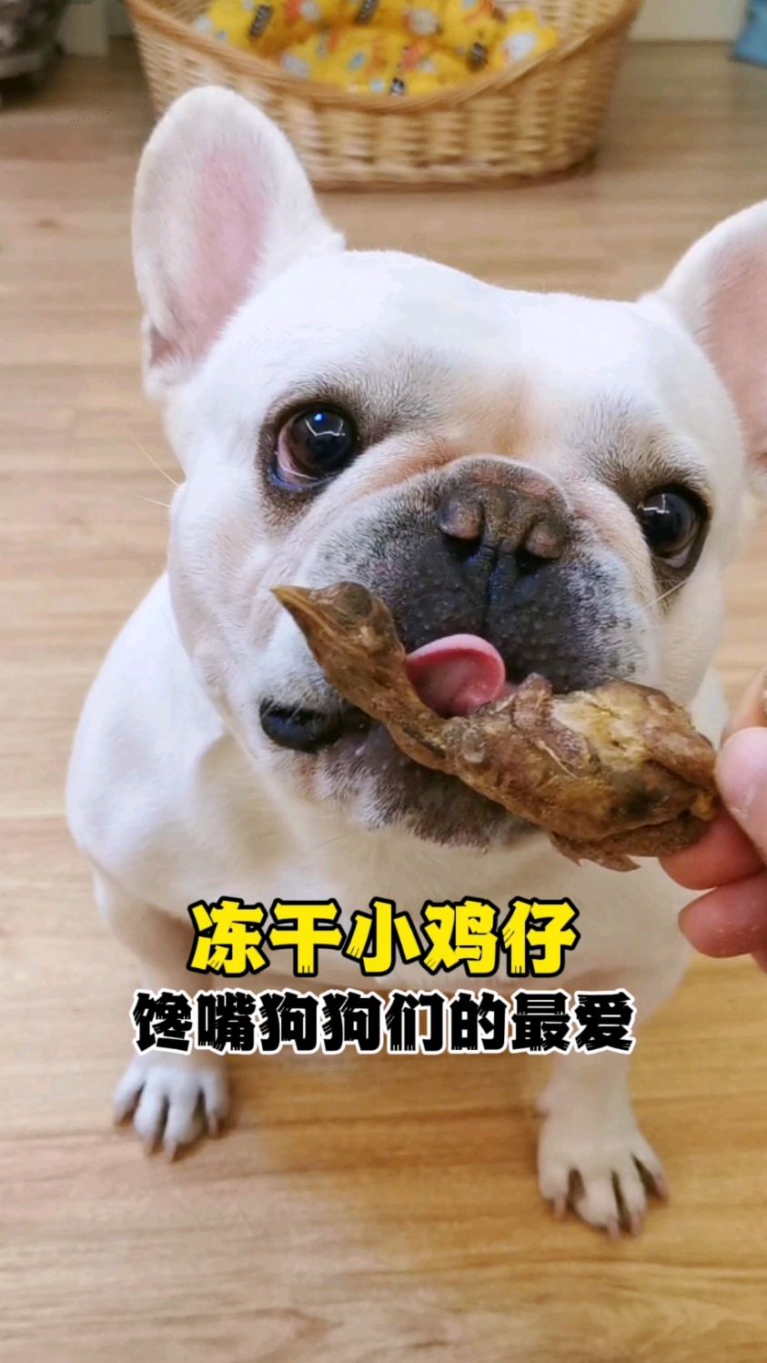 酥酥脆脆的冻干小鸡仔!馋嘴狗狗们的小馋虫都勾出来了!